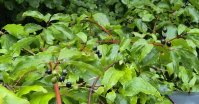 Erstein. Une sortie pour connaître les plantes sauvages comestibles