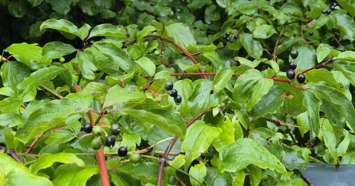 Erstein. Une sortie pour connaître les plantes sauvages comestibles