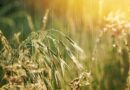Est-ce déjà la fin de l’été en Bourgogne-Franche-Comté ? La météo met le cap vers la pluie et la fraîcheur