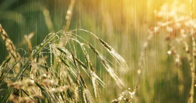 Est-ce déjà la fin de l’été en Bourgogne-Franche-Comté ? La météo met le cap vers la pluie et la fraîcheur
