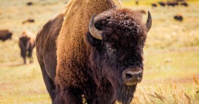 États-Unis : le retour du bison dans le Far West fait “renaître” l'écosystème de Yellowstone