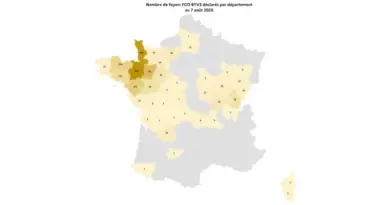 FCO sérotypes 3 & 8 ET MHE : au 07-08-25 Vaccination souhaitable et vigilance