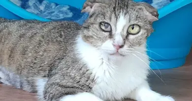 Fantine, une petite battante qui rêve enfin de douceur - ici