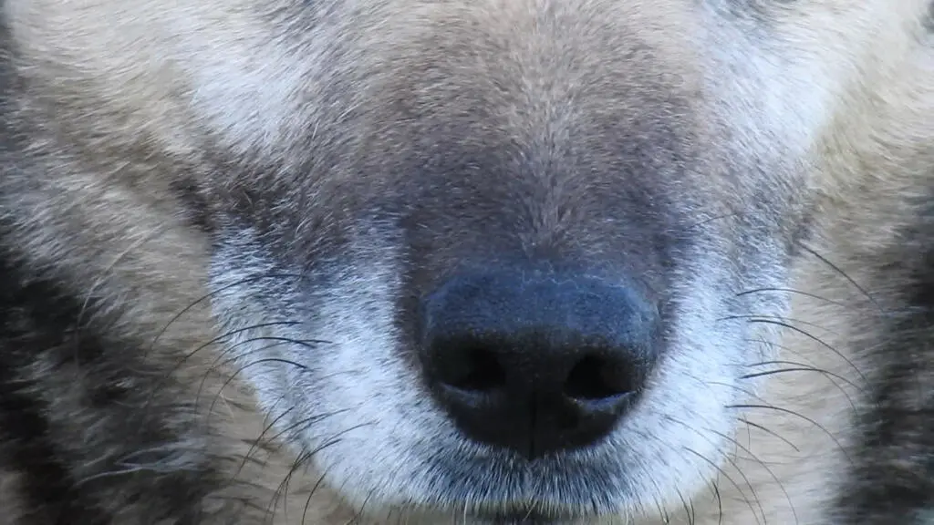 Festival de cinéma de Douarnenez: «Salvaxe, Salvaxe», sur la piste des loups