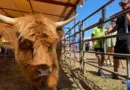 Fête de l'agriculture de Toucy : "C'est la vitrine de notre métier", les agriculteurs de l'Yonne ravis de son succès - ici