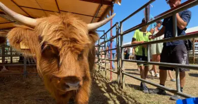 Fête de l'agriculture de Toucy : "C'est la vitrine de notre métier", les agriculteurs de l'Yonne ravis de son succès - ici