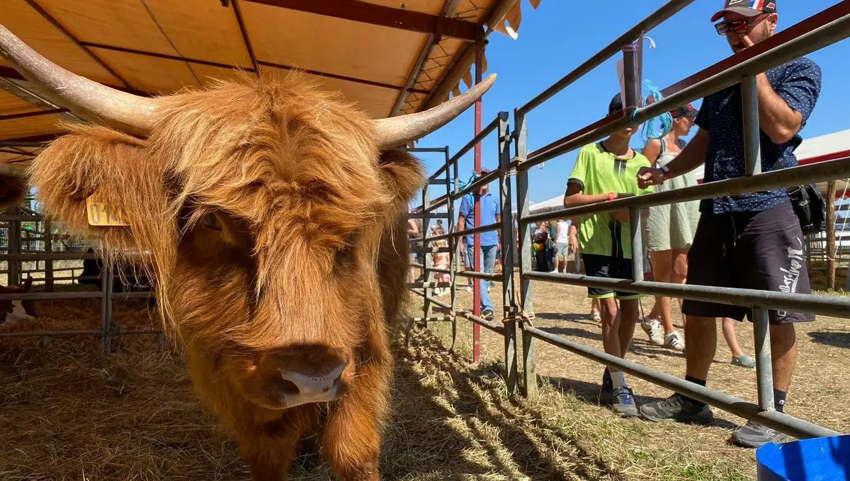 Fête de l'agriculture de Toucy : "C'est la vitrine de notre métier", les agriculteurs de l'Yonne ravis de son succès - ici
