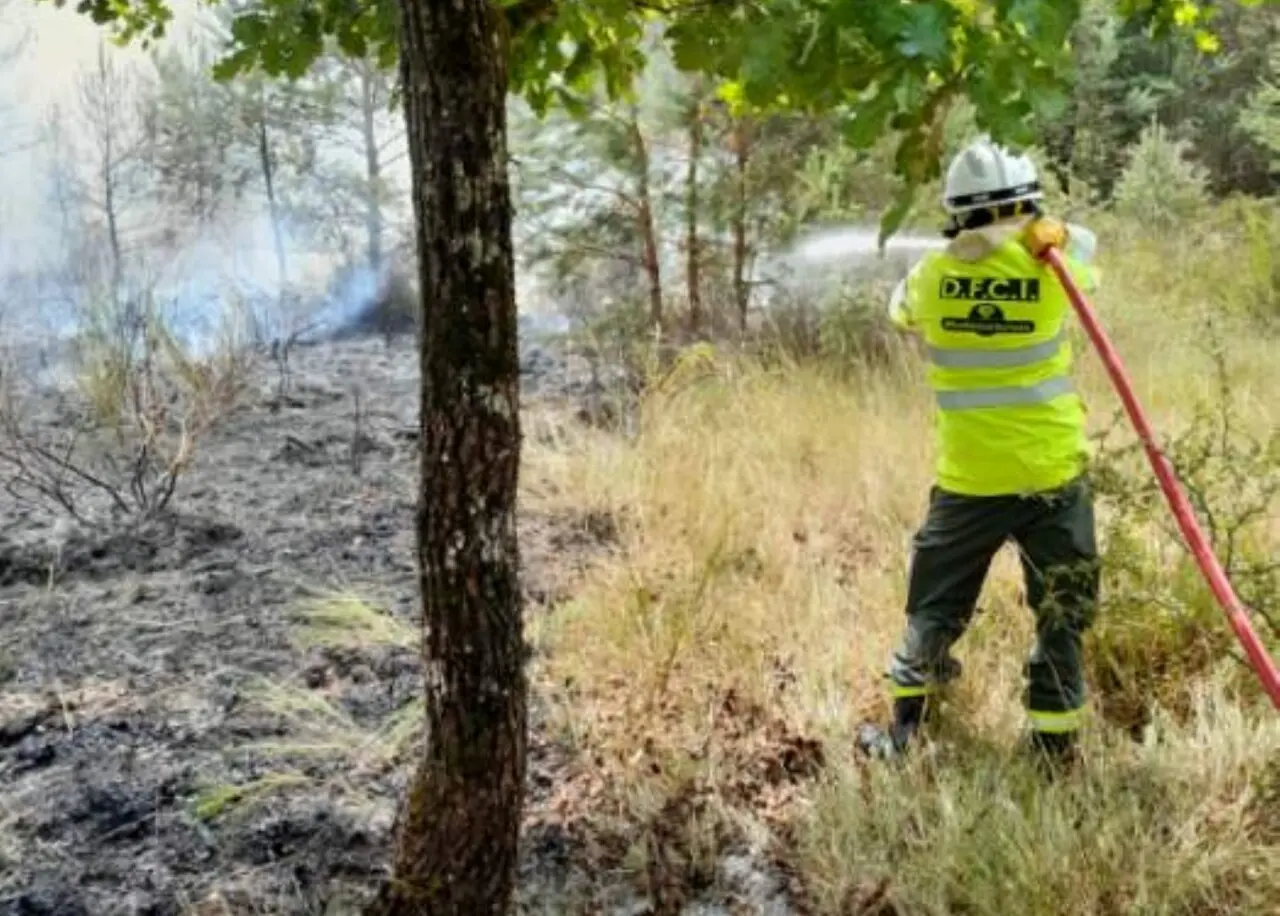 Forêt de Fontainebleau. Drones, agents armés, brigade équestre... Face aux feux, l'ONF met les grands moyens