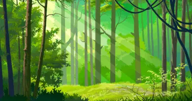 Forêts des Landes : comment repousser après les feux ? - Revue Far Ouest