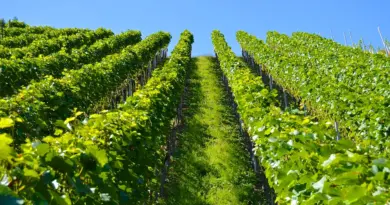 Occitanie, Toulouse, Montpellier, landscape, sea, mountain, vineyard, canal