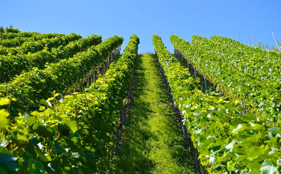 Occitanie, Toulouse, Montpellier, landscape, sea, mountain, vineyard, canal