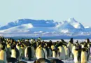 From sea ice to ocean currents, Antarctica is now undergoing abrupt changes—and we'll all feel them