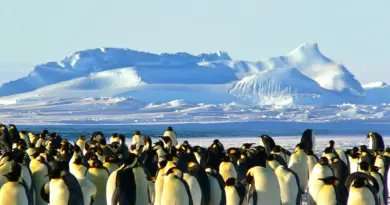 From sea ice to ocean currents, Antarctica is now undergoing abrupt changes—and we'll all feel them