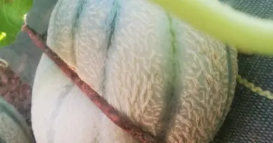 GEOPHOTO, la technopolice agricole - Le Père Peinard