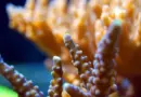Nouvelle-Calédonie, Nouméa, lagoon, reef, beach, island, Kanak, nature, landscape, coral