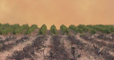 "Goût de fumée" sur les vignes touchées par l'incendie de l'Aude : le millésime 2025 va devoir être traité pour être consommable