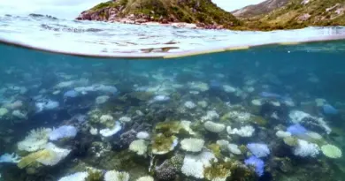 Grande Barrière de corail, Ukraine, Liban et Inde : les informations de la nuit