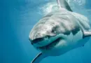 Great white sharks have a DNA mystery science still can’t explain