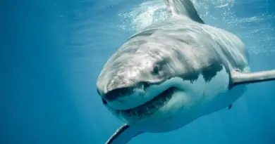 Great white sharks have a DNA mystery science still can’t explain