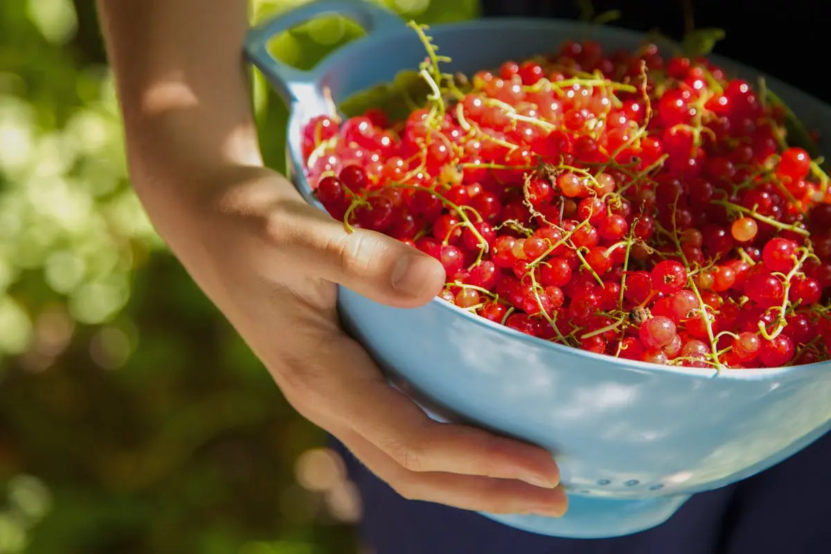 Groseilles : comment prolonger leur fraîcheur ?