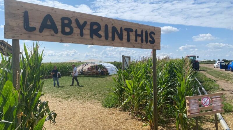 Haut-Rhin : un labyrinthe dans 5 hectares de maïs, pour résoudre des énigmes et découvrir des œuvres d'art  - ici