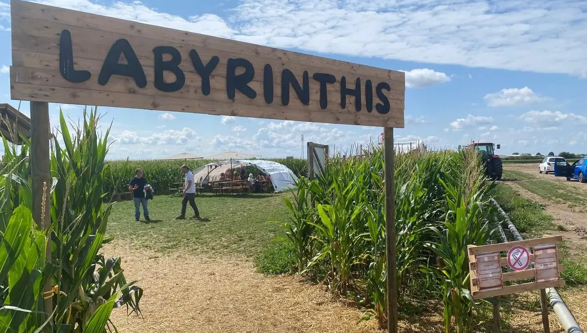 Haut-Rhin : un labyrinthe dans 5 hectares de maïs, pour résoudre des énigmes et découvrir des œuvres d'art - ici
