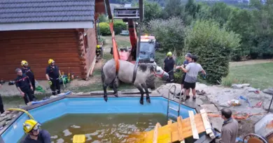 Haute-Loire : les pompiers sauvent une jument et son poulain tombés dans une piscine à Saint-Julien-Chapteuil - ici