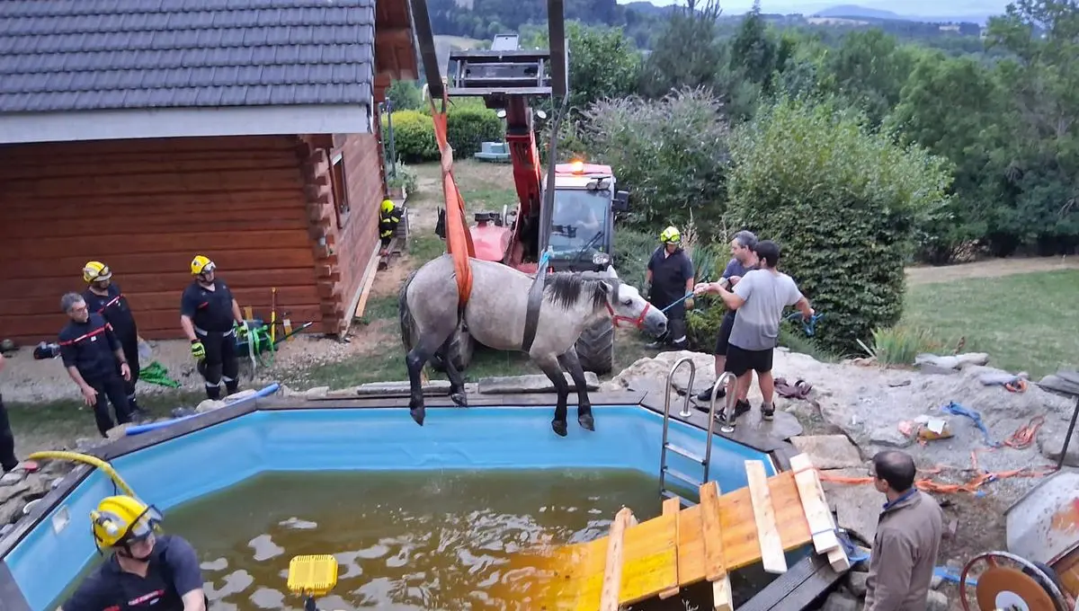 Haute-Loire : les pompiers sauvent une jument et son poulain tombés dans une piscine à Saint-Julien-Chapteuil - ici