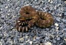 Have you seen these snakes in California? Why you shouldn't kill them