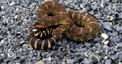 Have you seen these snakes in California? Why you shouldn't kill them