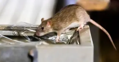 « Il est entré dans la cuisine ! » : à Beauchamp, une résidence envahie par les rats