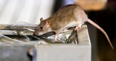 « Il est entré dans la cuisine ! » : à Beauchamp, une résidence envahie par les rats