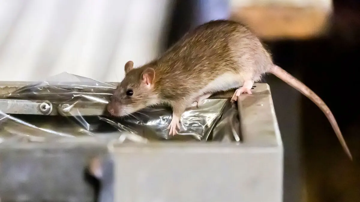 « Il est entré dans la cuisine ! » : à Beauchamp, une résidence envahie par les rats