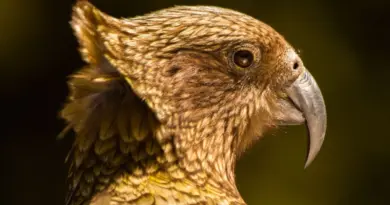 Il mange de la viande, démonte des voitures et niche au sol : voici l’univers surprenant de ce perroquet de Beauval - ici