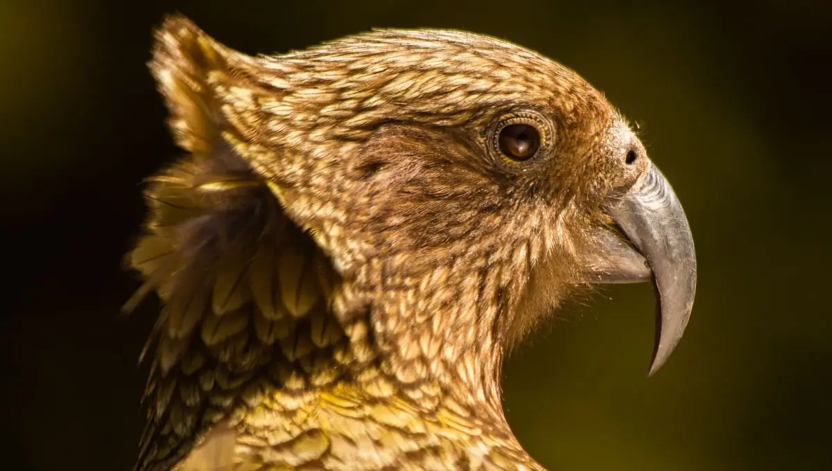 Il mange de la viande, démonte des voitures et niche au sol : voici l’univers surprenant de ce perroquet de Beauval - ici