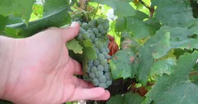 « Il nous faut du vin » : le muscadet cherche à sécuriser sa capacité de production
