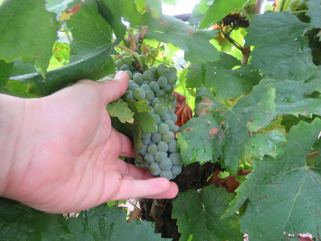 « Il nous faut du vin » : le muscadet cherche à sécuriser sa capacité de production
