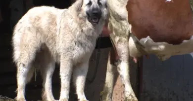 "Il va toujours venir en courant et en aboyant" : face aux chiens de protection, des maraudes pour sensibiliser aux bons gestes à adopter