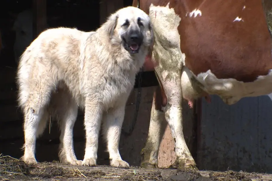"Il va toujours venir en courant et en aboyant" : face aux chiens de protection, des maraudes pour sensibiliser aux bons gestes à adopter