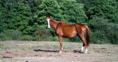 "Ils attendaient la mort" : un sauvetage exceptionnel de 16 chevaux maltraités et libérés après trois ans et demi de calvaire
