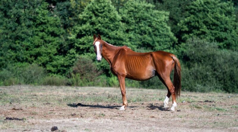 "Ils attendaient la mort" : un sauvetage exceptionnel de 16 chevaux maltraités et libérés après trois ans et demi de calvaire