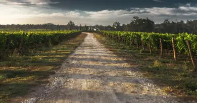 Nouvelle-Aquitaine, Bordeaux, Biarritz, dune, ocean, vineyard, forest, landscape