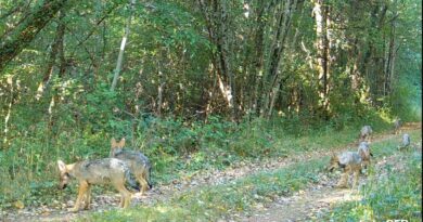 Images rares : Sept louveteaux observés près de l’ouest des Vosges