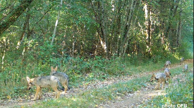 Images rares : Sept louveteaux observés près de l’ouest des Vosges