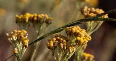 Immortelle de Corse, ses secrets grâce aux réponses du quiz - Intimu, huiles essentielles BIO et cosmétique naturelle corse
