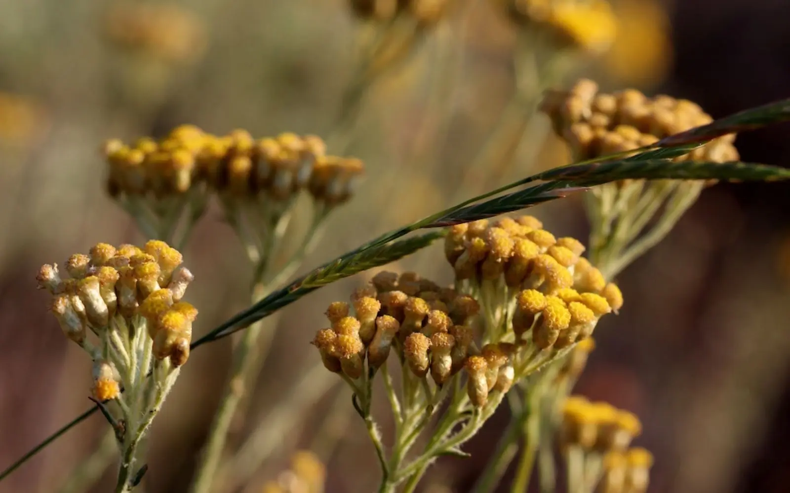 Immortelle de Corse, ses secrets grâce aux réponses du quiz - Intimu, huiles essentielles BIO et cosmétique naturelle corse
