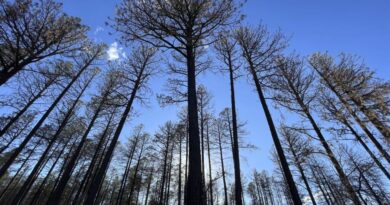 Incendies: comment les forêts repoussent-elles après leur destruction par les flammes?
