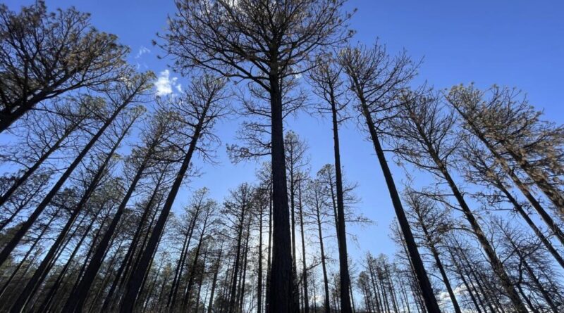 Incendies: comment les forêts repoussent-elles après leur destruction par les flammes?