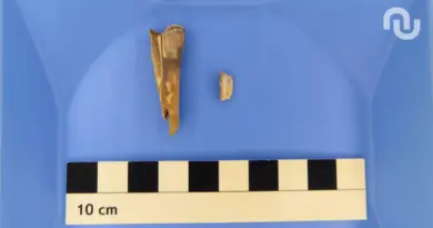 Incroyable découverte : cette dent de mouton vieille de 4 000 ans cache une bactérie mortelle