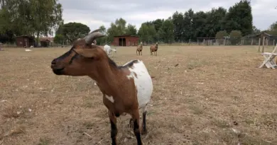 Indre-et-Loire : victime d'une tentative de vol d'animaux, la responsable d'une ferme pédagogique confie "sa colère" - ici